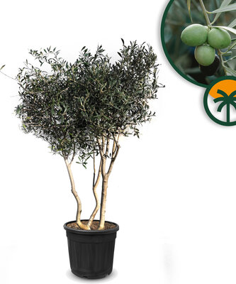 Olijfstruik Multistam - Olea Europaea - Winterhard - 180-200 cm