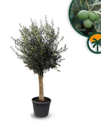 Olijfboom - Olea Europaea - 25 jaar oude boom 