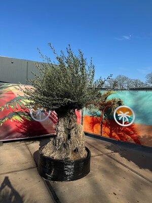 Olea Europea - Olijfboom Bonsai - 300 jaar oude boom