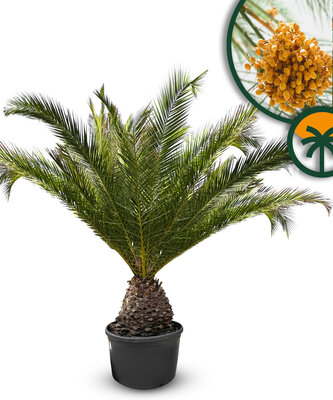 Palmboom - Phoenix Canariensis XL