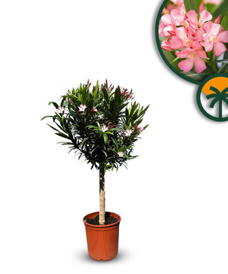 Roze Oleander op stam - hoogte 100/120 cm
