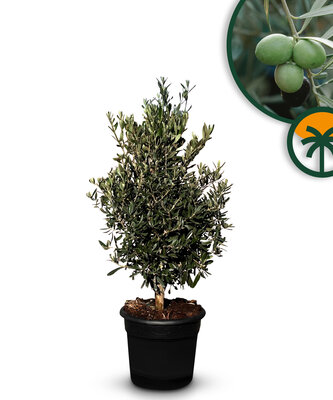 Olijfstruik - Olea Europaea - Winterhard - 100-120 cm