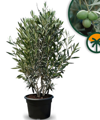 Olijfstruik - Olea Europaea - Winterhard - 140-160 cm