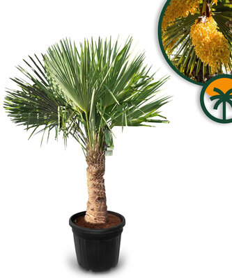 Palmboom - Trachycarpus Fortunei