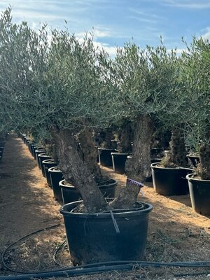 Olea Europea - Olijfboom Bonsai - Dubbele stam