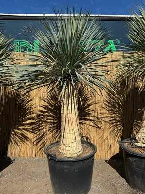 Palmboom - Yucca Rostrata 105 cm stamhoogte
