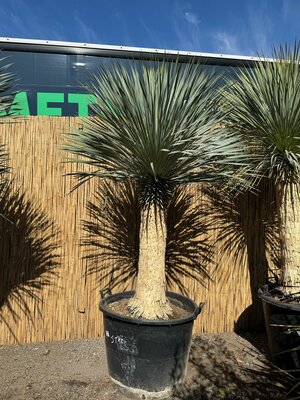 Palmboom - Yucca Rostrata 100 cm stamhoogte