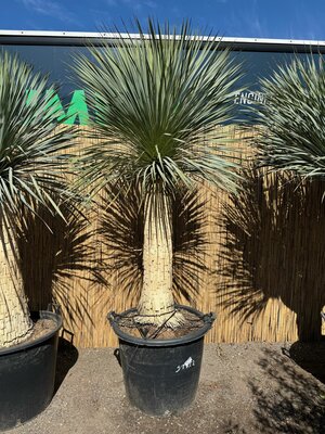 Palmboom - Yucca Rostrata 115 cm stamhoogte