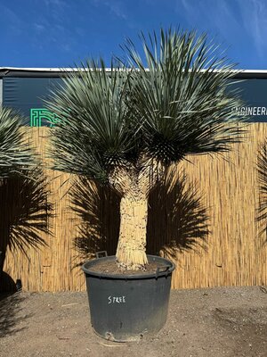Palmboom - Yucca Rostrata  Meerkoppig - 100 cm stamhoogte