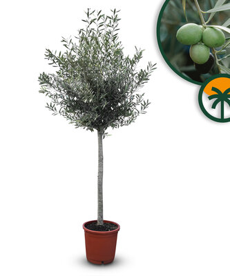 Olijfboom - Olea Europaea - 160 cm - 15 jaar oude boom 