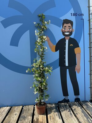 Verzorging - Trachelospermum Jasminoides (Toscaanse Jasmijn)