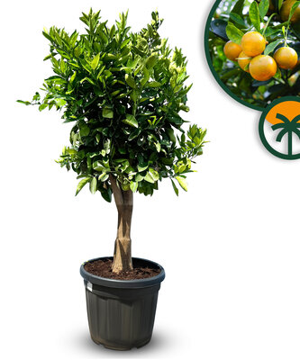 Citrusboom - Sinaasappelboom - Citrus Sinensis