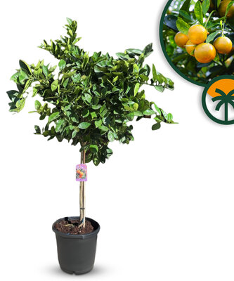 Citrusboom - Sinaasappelboom - Citrus Sinensis