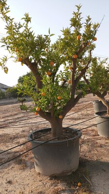 Citrusboom - Sinaasappelboom XXL - Citrus Sinensis