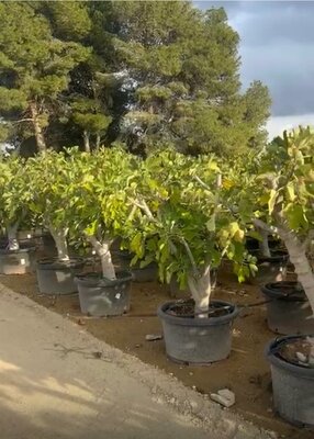 Vijgenboom - Ficus Carica Calabacita Blanca  - 40 jaar oude boom  