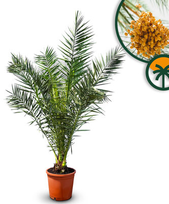 Palmboom - Phoenix Canariensis