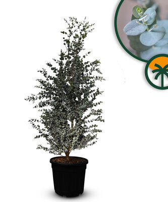 Eucalyptus Azura Gunni - hoogte 140 cm