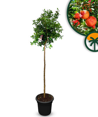 Citrusboom - Granaatappelboom