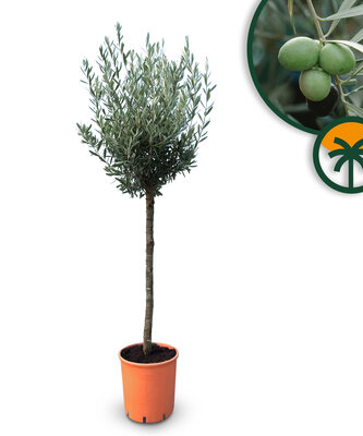 Olijfboom - Olea Europaea - 10 jaar oude boom - 160 cm