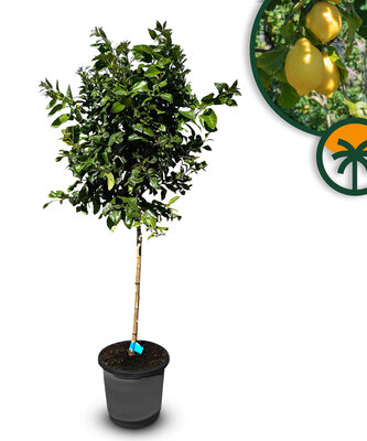 Citrusboom - Citroenboom