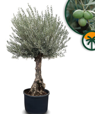 Olijfboom - Olea Europaea -  Bonsai - 80 jaar oude boom