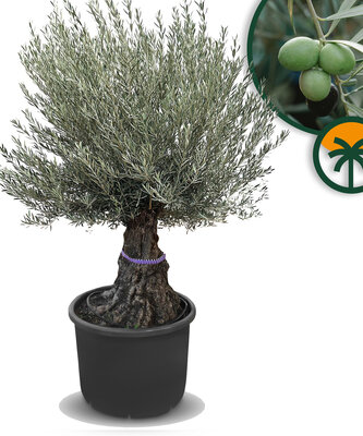 Olijfboom - Olea Europaea - Bonsai - 100 jaar oude boom
