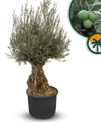 Olijfboom - Olea Europaea - Bonsai - 140 jaar oude boom