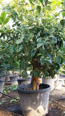 Citrusboom - Tigerlemonboom XL