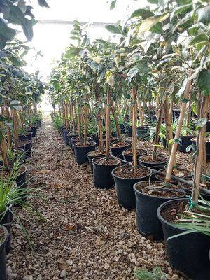 Citrusboom - Tigerlemonboom 100 cm