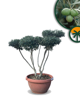 Olijfboom Pom pon in Bowl - Olea Europaea 