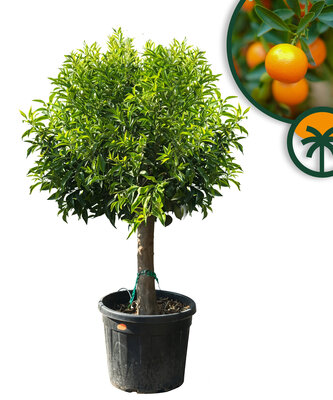 Citrusboom - Mandarijnboom - Citrus Reticulata XL