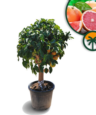 Citrusboom - Grapefruitboom - Citrus Paradisi XL