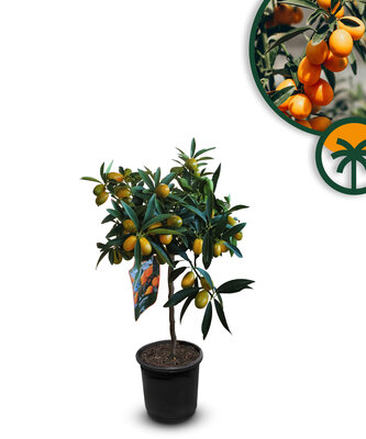 Citrusboom - Kumquatboom - Citrus Fortunella 90 cm