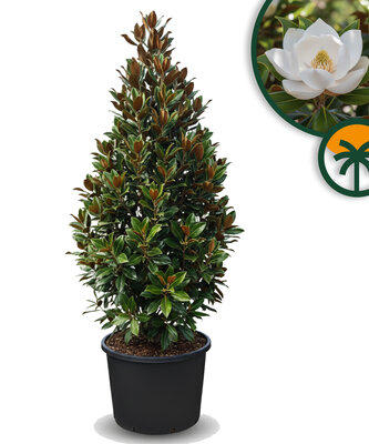 Magnolia grandiflora 'Gallisoniensis' - hoogte 240 cm