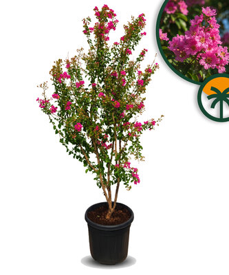 Lagerstroemia indica – Indische sering - meerstammige boom  – 200 cm - Roze Bloemen