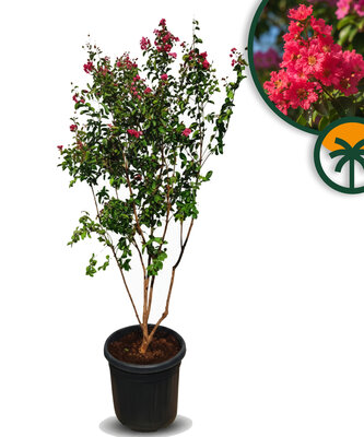 Lagerstroemia indica – Indische sering - meerstammige boom  – 200 cm - Rode Bloemen