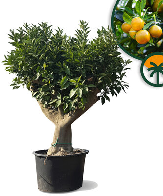 Citrusboom - Sinaasappelboom - Citrus Sinensis XXL