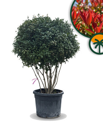 Photinia fraseri ‘Red Robin’ – meerstammige boom – Glansmispel – 220 cm