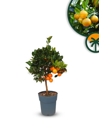 Citrusboom - Sinaasappelboom - Citrus Calamondin 90 cm