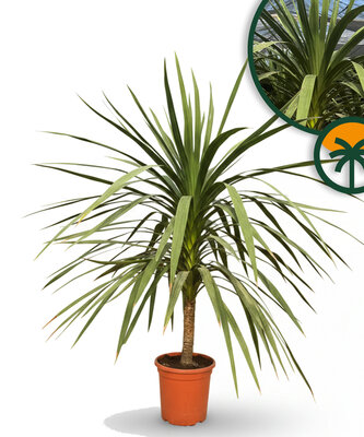 Palmboom - Cordyline australis 