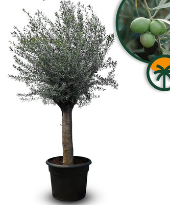 Olijfboom - Olea Europaea - 50 jaar oude boom 