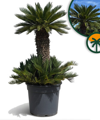 Palmboom - Cycas Revoluta XXL
