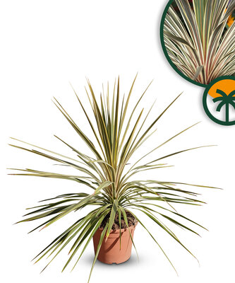 Palmboom - Cordyline australis ‘Dazzler'
