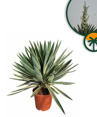Palmboom - Yucca Gloriosa Variegata