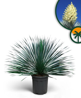 Palmboom - Yucca Rostrata Blue Blue