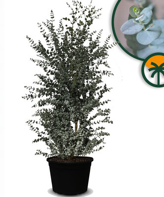 Eucalyptus Azura Gunni - hoogte 200 cm
