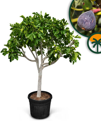 Vijgenboom - Ficus Carica Cuello de dama blanca  - 40 jaar oude boom  