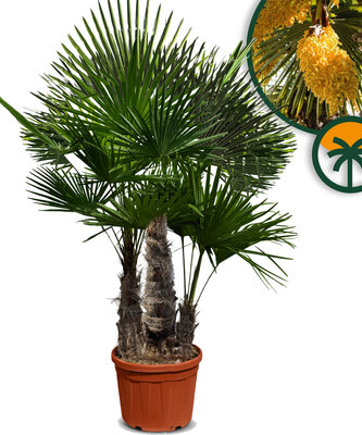 Palmboom - Trachycarpus Fortunei Multistam