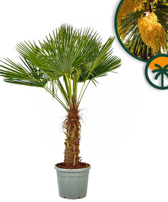Palmboom - Trachycarpus Fortunei 50-60 cm