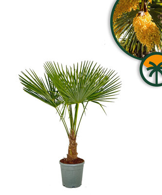 Palmboom - Trachycarpus Fortunei 20-30 cm 